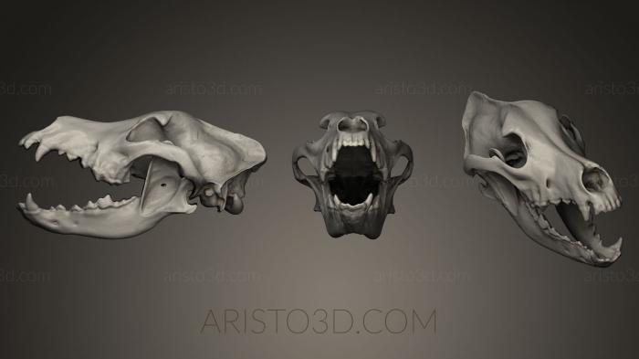Anatomy of skeletons and skulls (ANTM_0062) 3D model for CNC machine